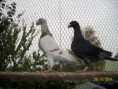 /album/a2014-pohled-do-voliery-chovnych-holubu-/a100-6188-jpg/